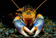 养殖业的新明星：澳洲淡水龙虾讲解澳洲168：：