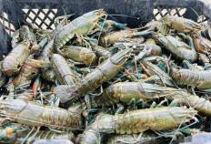 澳洲淡水龙虾在汉阴试养成功澳洲168：