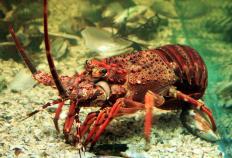 揭秘澳洲淡水龙虾养殖的成功密码澳洲168：