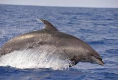 澳洲168：澳洲瓶鼻海豚，主要以鱼类和软体动物为食，通常以群体生活
