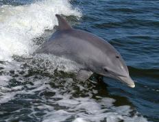 澳洲168：澳洲瓶鼻海豚，主要以鱼类和软体动物为食，通常以群体生活