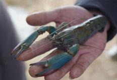 讲解澳洲168：澳洲小龙虾给新疆小村带来的“新鲜”事