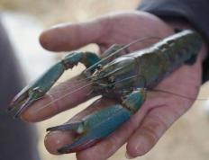 讲解澳洲168：澳洲小龙虾给新疆小村带来的“新鲜”事