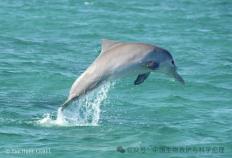 澳洲168新研究探秘澳大利亚混种海豚群的秘密生活