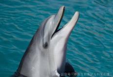 澳洲168新研究探秘澳大利亚混种海豚群的秘密生活