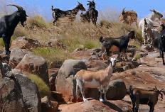 澳洲168澳大利亚野生羊泛滥成灾，甚至动用直升机扫射，为何不吃掉它们？