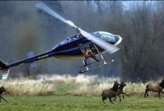 澳洲168澳大利亚野生羊泛滥成灾，甚至动用直升机扫射，为何不吃掉它们？